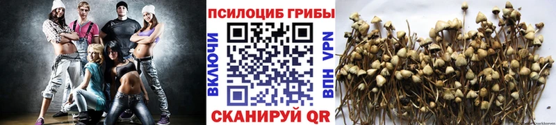 Галлюциногенные грибы Psilocybe  Купить  Избербаш 